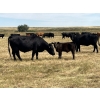 Image 4 : Dar-Lin Ranching - 470# November Delivery Heifer Calves - 115 Head (Big Stone, AB)