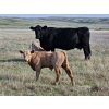 Image 4 : CK Cattle Co. (Scott & Laura Culligan) - 490# October Delivery Steer Calves - 120 Head (Eyre, SK)
