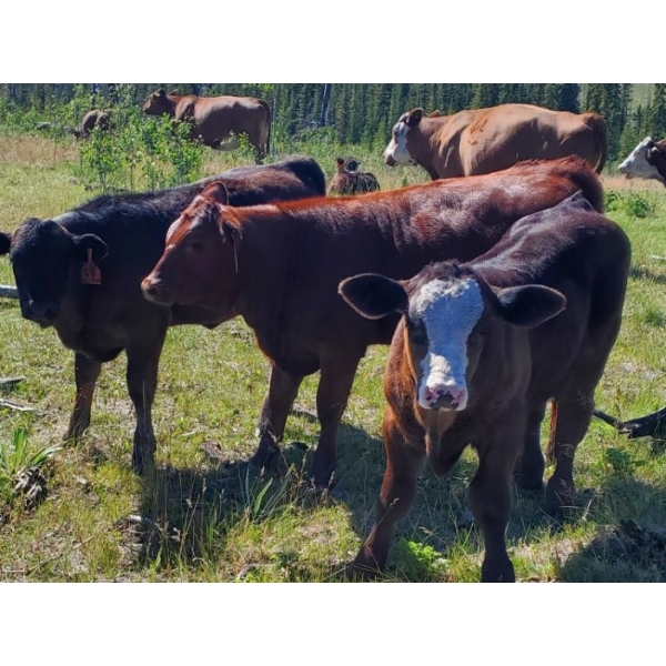 Brian Foley/Louise De Marni/Meadow Creek - 550# October Delivery Steer Calves - 115 Head (Kamloops)