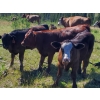 Image 1 : Brian Foley/Louise De Marni/Meadow Creek - 500# October Delivery Heifer Calves - 85 Head (Kamloops)