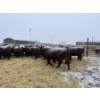 Image 5 : Mahlon Bear - 10 Red Heifers (Pen 502 - 504)