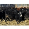 Image 7 : Attema Farms Ltd. - 970# February Delivery Steers - 64 Head (Bentley, AB)