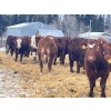 Image 4 : Splane Bros.  - 750# January Delivery Steers - 150 Head (Boyle, AB)