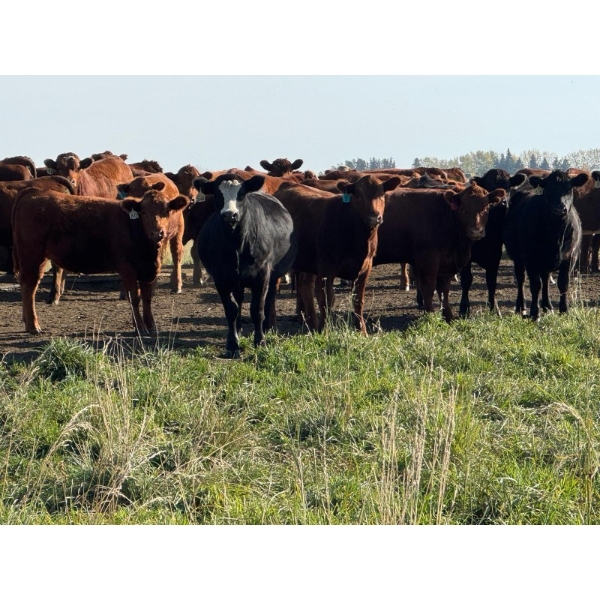 Carter Morison - 870# October Delivery Grass Heifers - 130 Head (Airdrie, AB)