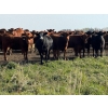 Image 1 : Carter Morison - 870# October Delivery Grass Heifers - 130 Head (Airdrie, AB)