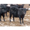 Image 9 : Martin DeVos - 725# March/April Delivery Heifers - 69 Head (Fork River, MB)