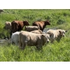 Image 4 : Patton Ranches Ltd. - 675# October Delivery Steer Calves - 90 Head (Maycroft, AB)