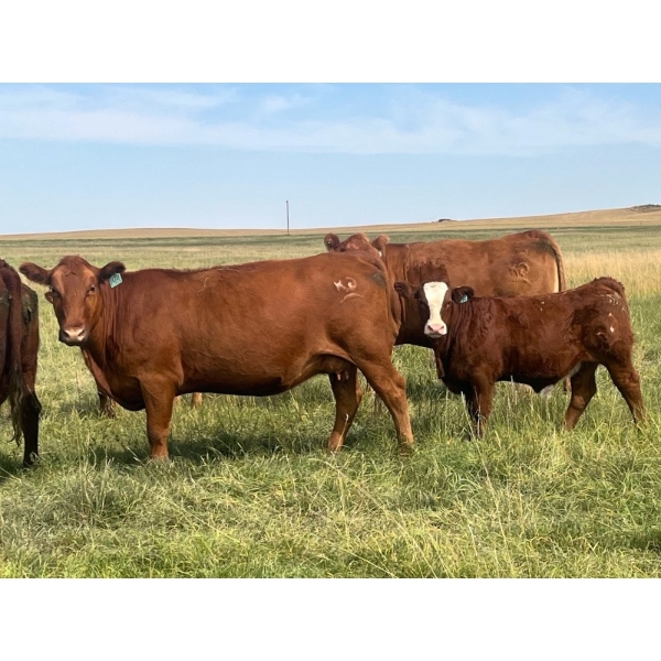 Bar M Cattle Ltd. - 710# November Delivery Steer Calves - 85 Head (Sibbald, AB)