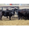 Image 2 : Darren Wagner - 24 Black Angus X Replacement Heifers (Lancer, SK)