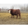 Image 13 : Helland Land & Cattle Co. Ltd. - 992# March Delivery Steers - 100 Head (Lomond, AB)