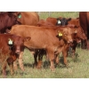 Image 17 : Hebert Livestock Ventures - 760# February Delivery Weaned Steers - 240 Head (Wawota, SK) VBP+