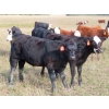 Image 12 : Leib Farm & Ranch Ltd. - 710# October Delivery Steer Calves - 85 Head (Southey, SK)