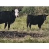Image 3 : Thompson Colony - 550# October Delivery Heifer Calves - 110 Head (Fort Macleod, AB)
