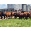 Image 8 : Hines Ranching Co. Ltd. - 28 AI Red X February Calving Bred Heifers (Marwayne, AB)