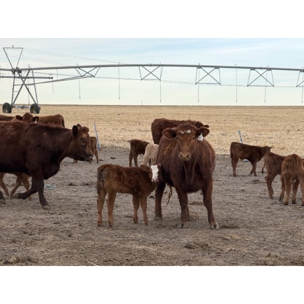 South Ridge Simmentals - 20 RBF/RWF 1st Calf Pairs (Picture Butte, AB)