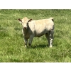 Image 8 : MacMillan Farming Co. - 535# July Delivery Heifer Calves - 180 Head (Cayley, AB) VBP+