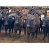 Image 2 : Kelsey Porter Inc. - 725# May Delivery Heifers - 81 Head (Burdett, AB)
