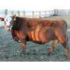 Image 3 : A&S Farms - 27 Red/Red X/Simm X Bred Cows (Picture Butte, AB)