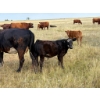 Image 3 : Colter Malloy - 550# November Delivery Steer Calves - 100 Head (Pollockville, AB)