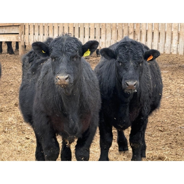 Habraken Farms Ltd. - 960# March Delivery Steers - 63 Head (Scandia, AB)