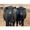 Image 1 : Habraken Farms Ltd. - 960# March Delivery Steers - 63 Head (Scandia, AB)