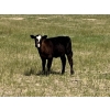 Image 12 : Dar-Lin Ranching - 430# November Delivery Heifer Calves - 110 Head (Big Stone, AB)