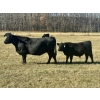 Image 6 : Baintree Angus - 625# November Delivery Steer Calves - 70 Head (Sundre, AB)