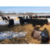 Image 7 : Bar 7 Ranch - 750# April Weaned Heifers - 80 Head (MacGregor, MB)