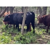 Image 11 : Turtleview Livestock - 975# July Delivery Grass Heifers - 186 Head (Goodlands, MB)