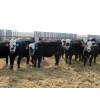 Image 5 : A&A Farms - 30 BBF Replacement Heifers (Coaldale, AB)