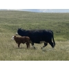 Image 6 : Wildcat Cattle Co. Ltd. - 475# November Delivery Steer Calves - 110 Head (Elkwater, AB) VBP+