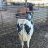 Image 4 : Idaho Dairies/Ranches - 43 Cows (Burley, ID)