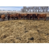 Image 2 : Franz Land & Cattle - 850# March Delivery Heifers - 48 Head (Medicine Hat, AB)