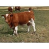 Image 3 : Craigmyle Colony - 750# October Delivery Steer Calves - 80 Head (Craigmyle, AB)