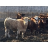 Image 3 : X Bar X Cattle Co. Ltd. - 948# April Delivery Steers - 65 Head (Lomond, AB)