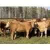 Image 3 : Winchester Cattle Company - 1025# September Delivery Grass Heifers - 38 Head (Leslieville, AB)