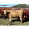 Image 5 : Taylor Enterprises Inc. - 875# October Delivery Grass Heifers - 100 Head (Wawota, SK)