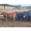 Image 3 : Devick’s Ranch - 890# April Delivery Steers - 117 Head (Kamloops, BC)