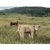 Image 5 : Lindy Greig - 535# Sept/Oct Delivery Heifer Calves - 37 Head (Nanton, AB)