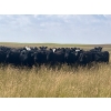 Image 5 : Evenson Cattle Co. - 900# September Grass Heifers - 210 Head (Frontier, SK)