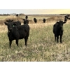 Image 8 : DP Cattle Co. - 810# November Grass Heifers - 70 Head (Didsbury, AB)