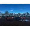 Image 12 : Chris Bartel - 1075# July Delivery Steers - 55 Head (Fort Vermilion, AB)