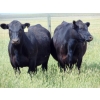 Image 2 : Ray Torkelson - 900# July Delivery Grass Steers - 70 Head (Millicent, AB)