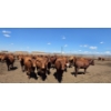 Image 12 : Cattlewood Farms Ltd. - 805# June/July Delivery Heifers - 75 Head (Fincastle, AB)