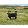 Image 8 : Jamie McMillan - 990# August Delivery Grass Steers - 75 Head (Elkwater, AB)