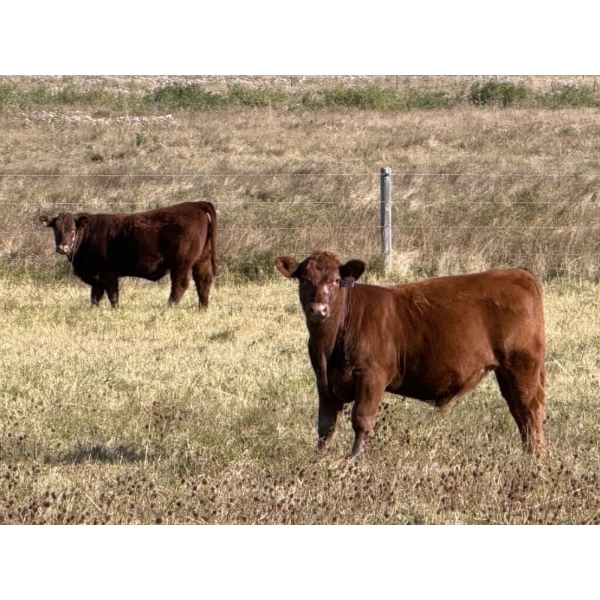 FM Livestock / Anchor P Farms - 720# November Delivery Steer Calves - 85 Head (Bentley, AB)