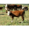 Image 4 : Bruce, Julie & Kyle Musgrove - 550# Steer Calves - 110 Head (Patricia, AB)