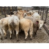 Image 4 : Larry Konschuk - 900# April/May Delivery Heifers - 92 Head (Crossfield, AB)