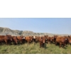 Image 9 : M.S. MacLean Livestock - 1010# September Delivery Grass Steers - 112 Head (Coaldale, AB)