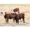 Image 9 : Twisted T Cattle Co. - 485# November Delivery Steer Calves - 110 Head (Carievale, SK)